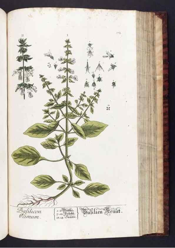 Reproducción/Reproduction 8380606096: Herbarium Blackwellianum emendatum et auctum, id est, Elisabethae Blackwell collectio stirpium. Norimbergae : Typis Io. Iosephi Fleischmanni, 1750-1773.