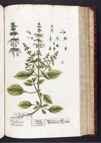 Reproducción/Reproduction 8380606096: Herbarium Blackwellianum emendatum et auctum, id est, Elisabethae Blackwell collectio stirpium. Norimbergae : Typis Io. Iosephi Fleischmanni, 1750-1773.