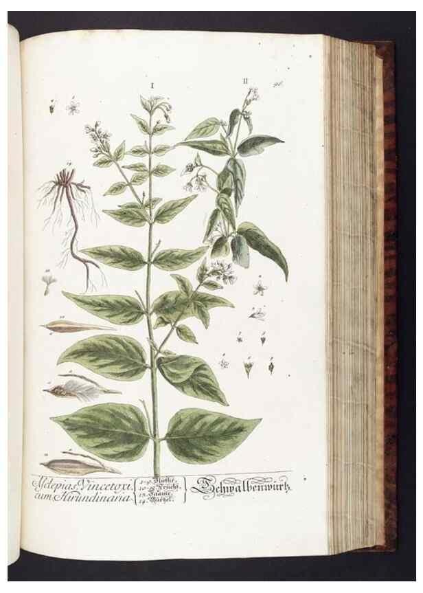 Reproducción/Reproduction 8379524577: Herbarium Blackwellianum emendatum et auctum, id est, Elisabethae Blackwell collectio stirpium. Norimbergae : Typis Io. Iosephi Fleischmanni, 1750-1773.