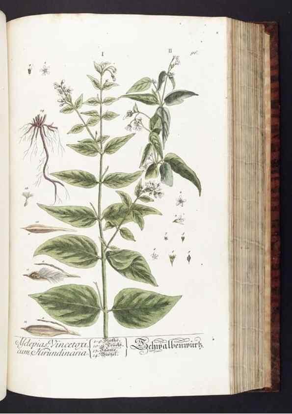 Reproducción/Reproduction 8379524577: Herbarium Blackwellianum emendatum et auctum, id est, Elisabethae Blackwell collectio stirpium. Norimbergae : Typis Io. Iosephi Fleischmanni, 1750-1773.