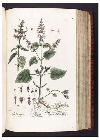 Reproducción/Reproduction 8379521699: Herbarium Blackwellianum emendatum et auctum, id est, Elisabethae Blackwell collectio stirpium. Norimbergae : Typis Io. Iosephi Fleischmanni, 1750-1773.
