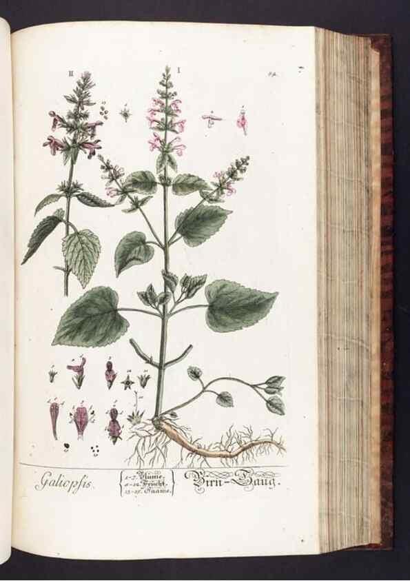 Reproducción/Reproduction 8379521699: Herbarium Blackwellianum emendatum et auctum, id est, Elisabethae Blackwell collectio stirpium. Norimbergae : Typis Io. Iosephi Fleischmanni, 1750-1773.