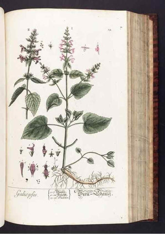 Reproducción/Reproduction 8379521699: Herbarium Blackwellianum emendatum et auctum, id est, Elisabethae Blackwell collectio stirpium. Norimbergae : Typis Io. Iosephi Fleischmanni, 1750-1773.