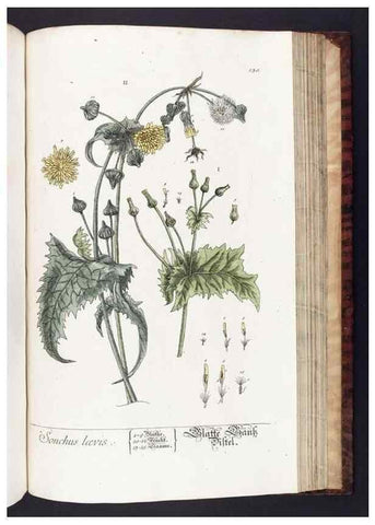 Reproducción/Reproduction 8380612218: Herbarium Blackwellianum emendatum et auctum, id est, Elisabethae Blackwell collectio stirpium. Norimbergae : Typis Io. Iosephi Fleischmanni, 1750-1773.