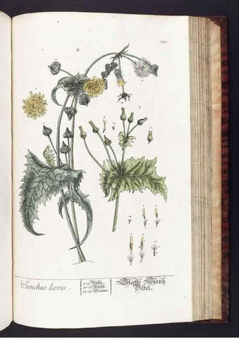 Reproducción/Reproduction 8380612218: Herbarium Blackwellianum emendatum et auctum, id est, Elisabethae Blackwell collectio stirpium. Norimbergae : Typis Io. Iosephi Fleischmanni, 1750-1773.