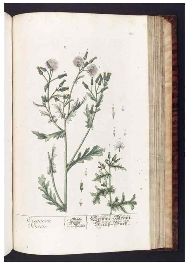 Reproducción/Reproduction 8380612636: Herbarium Blackwellianum emendatum et auctum, id est, Elisabethae Blackwell collectio stirpium. Norimbergae : Typis Io. Iosephi Fleischmanni, 1750-1773.
