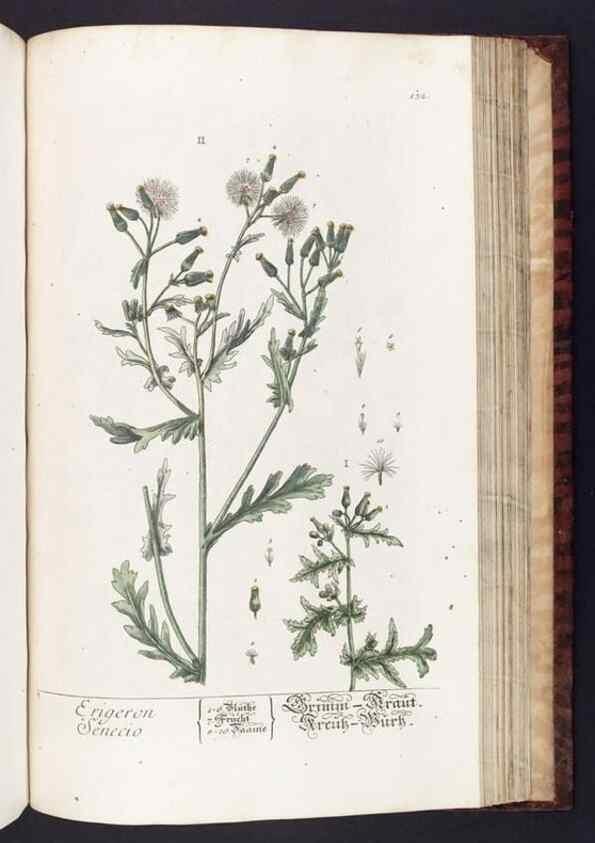 Reproducción/Reproduction 8380612636: Herbarium Blackwellianum emendatum et auctum, id est, Elisabethae Blackwell collectio stirpium. Norimbergae : Typis Io. Iosephi Fleischmanni, 1750-1773.