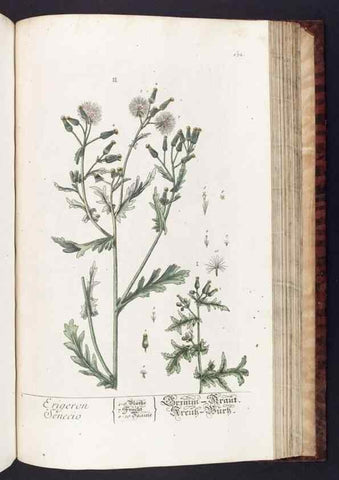 Reproducción/Reproduction 8380612636: Herbarium Blackwellianum emendatum et auctum, id est, Elisabethae Blackwell collectio stirpium. Norimbergae : Typis Io. Iosephi Fleischmanni, 1750-1773.