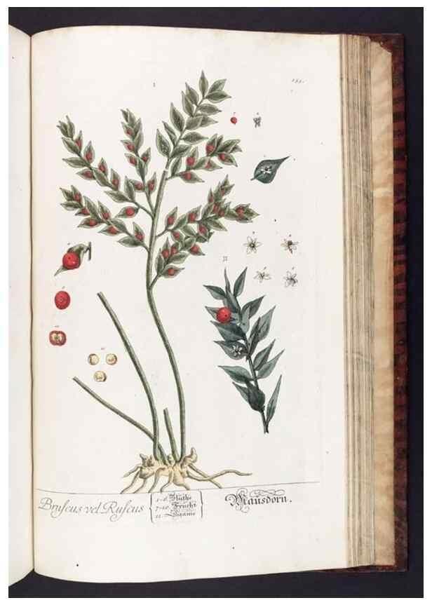 Reproducción/Reproduction 8379538639: Herbarium Blackwellianum emendatum et auctum, id est, Elisabethae Blackwell collectio stirpium. Norimbergae : Typis Io. Iosephi Fleischmanni, 1750-1773.