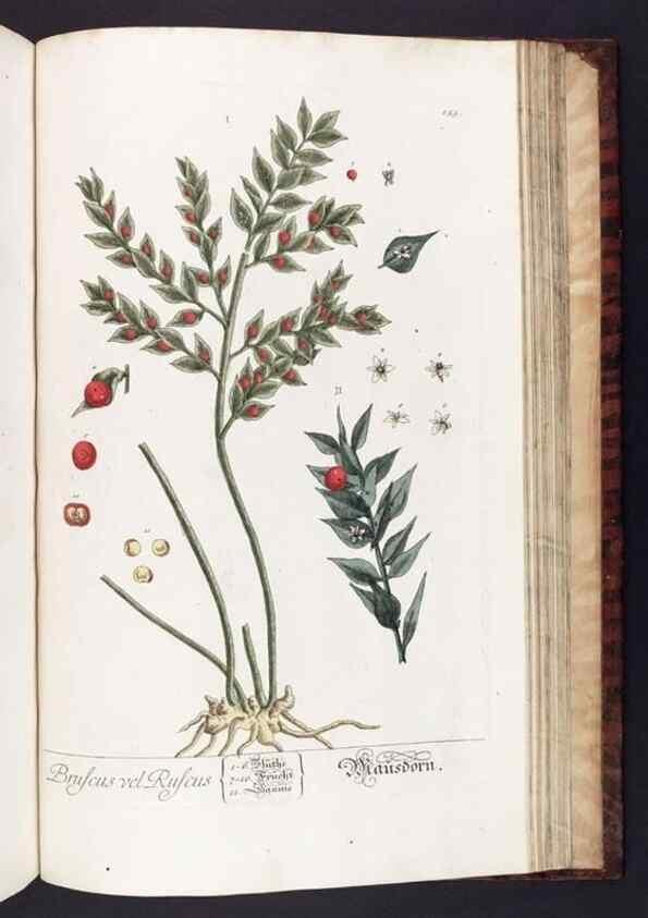 Reproducción/Reproduction 8379538639: Herbarium Blackwellianum emendatum et auctum, id est, Elisabethae Blackwell collectio stirpium. Norimbergae : Typis Io. Iosephi Fleischmanni, 1750-1773.
