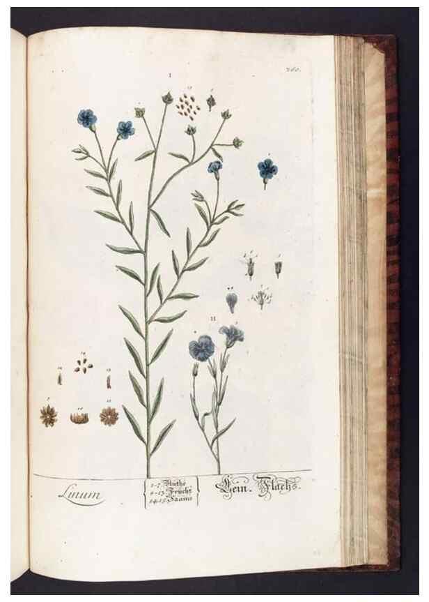 Reproducción/Reproduction 8380619138: Herbarium Blackwellianum emendatum et auctum, id est, Elisabethae Blackwell collectio stirpium. Norimbergae : Typis Io. Iosephi Fleischmanni, 1750-1773.