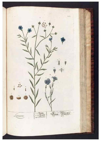 Reproducción/Reproduction 8380619138: Herbarium Blackwellianum emendatum et auctum, id est, Elisabethae Blackwell collectio stirpium. Norimbergae : Typis Io. Iosephi Fleischmanni, 1750-1773.
