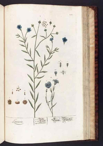 Reproducción/Reproduction 8380619138: Herbarium Blackwellianum emendatum et auctum, id est, Elisabethae Blackwell collectio stirpium. Norimbergae : Typis Io. Iosephi Fleischmanni, 1750-1773.