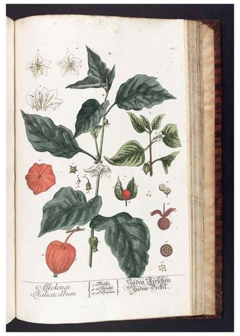 Reproducción/Reproduction 8379539973: Herbarium Blackwellianum emendatum et auctum, id est, Elisabethae Blackwell collectio stirpium. Norimbergae : Typis Io. Iosephi Fleischmanni, 1750-1773.