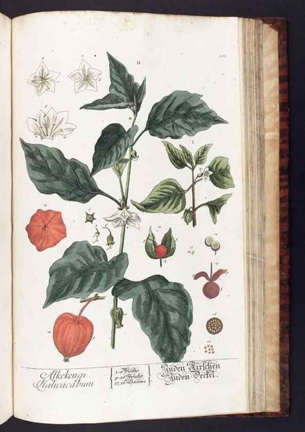 Reproducción/Reproduction 8379539973: Herbarium Blackwellianum emendatum et auctum, id est, Elisabethae Blackwell collectio stirpium. Norimbergae : Typis Io. Iosephi Fleischmanni, 1750-1773.