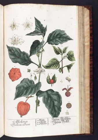 Reproducción/Reproduction 8379539973: Herbarium Blackwellianum emendatum et auctum, id est, Elisabethae Blackwell collectio stirpium. Norimbergae : Typis Io. Iosephi Fleischmanni, 1750-1773.