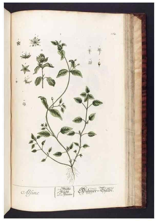 Reproducción/Reproduction 8380620300: Herbarium Blackwellianum emendatum et auctum, id est, Elisabethae Blackwell collectio stirpium. Norimbergae : Typis Io. Iosephi Fleischmanni, 1750-1773.