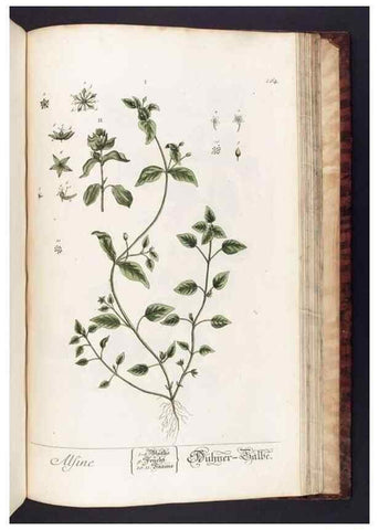 Reproducción/Reproduction 8380620300: Herbarium Blackwellianum emendatum et auctum, id est, Elisabethae Blackwell collectio stirpium. Norimbergae : Typis Io. Iosephi Fleischmanni, 1750-1773.