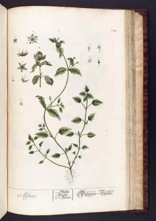 Reproducción/Reproduction 8380620300: Herbarium Blackwellianum emendatum et auctum, id est, Elisabethae Blackwell collectio stirpium. Norimbergae : Typis Io. Iosephi Fleischmanni, 1750-1773.