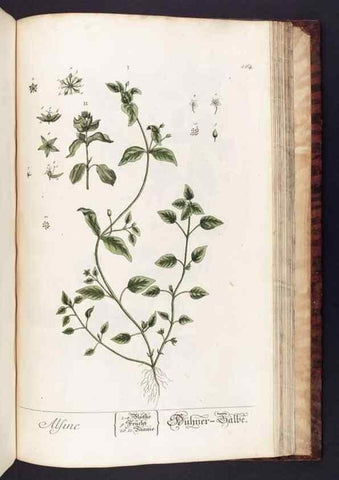 Reproducción/Reproduction 8380620300: Herbarium Blackwellianum emendatum et auctum, id est, Elisabethae Blackwell collectio stirpium. Norimbergae : Typis Io. Iosephi Fleischmanni, 1750-1773.