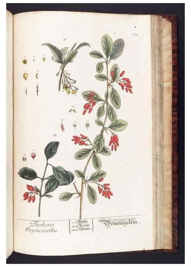 Reproducción/Reproduction 8380620590: Herbarium Blackwellianum emendatum et auctum, id est, Elisabethae Blackwell collectio stirpium. Norimbergae : Typis Io. Iosephi Fleischmanni, 1750-1773.