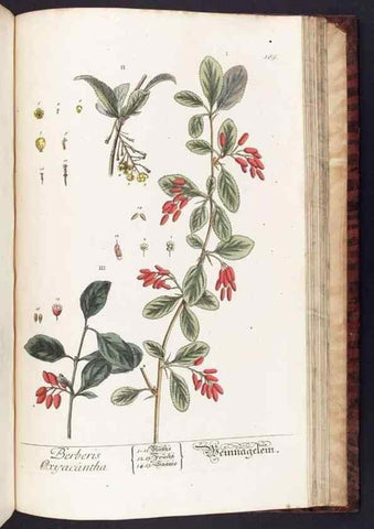 Reproducción/Reproduction 8380620590: Herbarium Blackwellianum emendatum et auctum, id est, Elisabethae Blackwell collectio stirpium. Norimbergae : Typis Io. Iosephi Fleischmanni, 1750-1773.