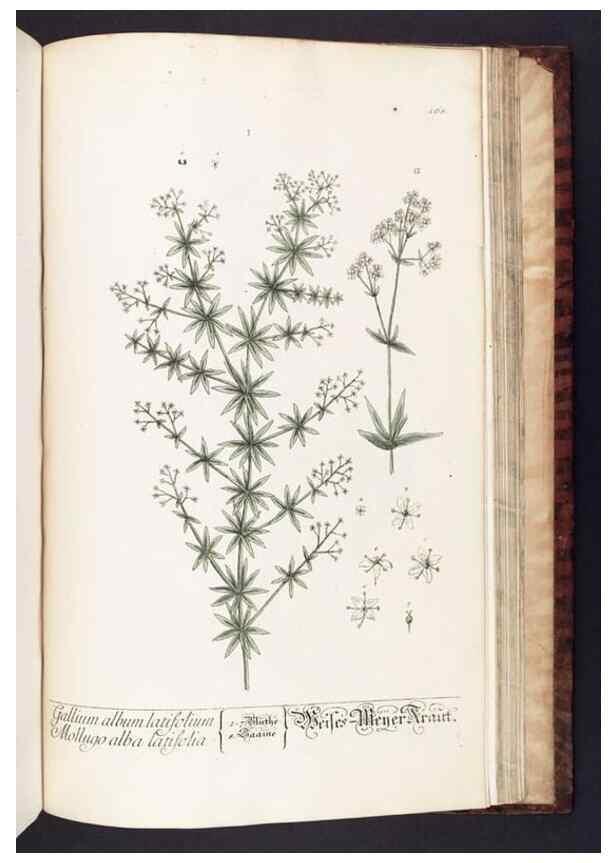 Reproducción/Reproduction 8379541871: Herbarium Blackwellianum emendatum et auctum, id est, Elisabethae Blackwell collectio stirpium. Norimbergae : Typis Io. Iosephi Fleischmanni, 1750-1773.