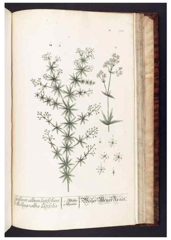 Reproducción/Reproduction 8379541871: Herbarium Blackwellianum emendatum et auctum, id est, Elisabethae Blackwell collectio stirpium. Norimbergae : Typis Io. Iosephi Fleischmanni, 1750-1773.