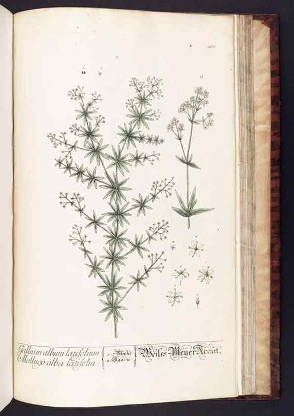 Reproducción/Reproduction 8379541871: Herbarium Blackwellianum emendatum et auctum, id est, Elisabethae Blackwell collectio stirpium. Norimbergae : Typis Io. Iosephi Fleischmanni, 1750-1773.