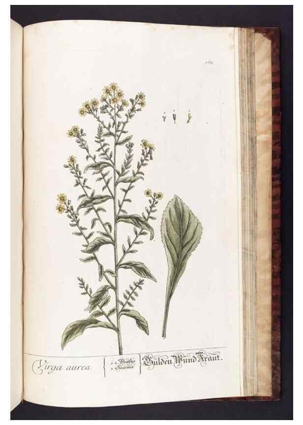 Reproducción/Reproduction 8380621520: Herbarium Blackwellianum emendatum et auctum, id est, Elisabethae Blackwell collectio stirpium. Norimbergae : Typis Io. Iosephi Fleischmanni, 1750-1773.