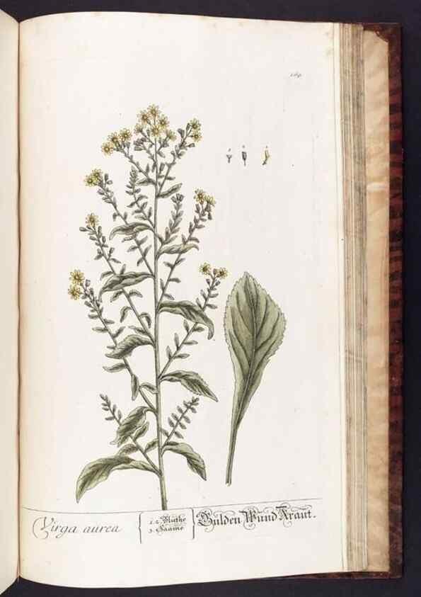 Reproducción/Reproduction 8380621520: Herbarium Blackwellianum emendatum et auctum, id est, Elisabethae Blackwell collectio stirpium. Norimbergae : Typis Io. Iosephi Fleischmanni, 1750-1773.