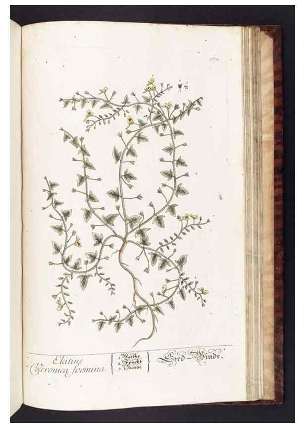 Reproducción/Reproduction 8379542287: Herbarium Blackwellianum emendatum et auctum, id est, Elisabethae Blackwell collectio stirpium. Norimbergae : Typis Io. Iosephi Fleischmanni, 1750-1773.