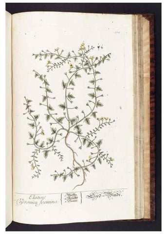 Reproducción/Reproduction 8379542287: Herbarium Blackwellianum emendatum et auctum, id est, Elisabethae Blackwell collectio stirpium. Norimbergae : Typis Io. Iosephi Fleischmanni, 1750-1773.