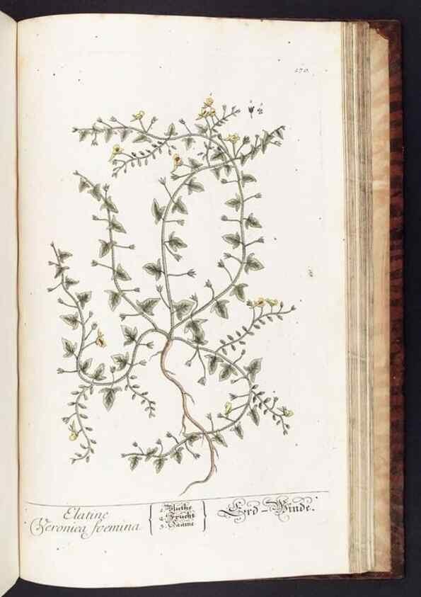 Reproducción/Reproduction 8379542287: Herbarium Blackwellianum emendatum et auctum, id est, Elisabethae Blackwell collectio stirpium. Norimbergae : Typis Io. Iosephi Fleischmanni, 1750-1773.