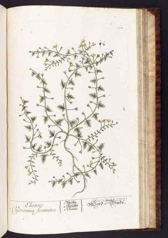 Reproducción/Reproduction 8379542287: Herbarium Blackwellianum emendatum et auctum, id est, Elisabethae Blackwell collectio stirpium. Norimbergae : Typis Io. Iosephi Fleischmanni, 1750-1773.