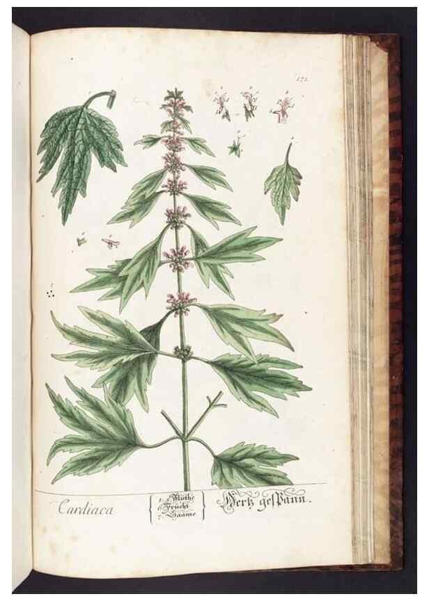 Reproducción/Reproduction 8379542585: Herbarium Blackwellianum emendatum et auctum, id est, Elisabethae Blackwell collectio stirpium. Norimbergae : Typis Io. Iosephi Fleischmanni, 1750-1773.