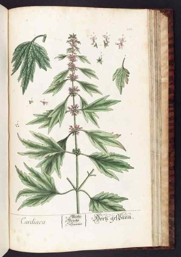 Reproducción/Reproduction 8379542585: Herbarium Blackwellianum emendatum et auctum, id est, Elisabethae Blackwell collectio stirpium. Norimbergae : Typis Io. Iosephi Fleischmanni, 1750-1773.