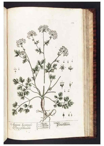 Reproducción/Reproduction 8379542801: Herbarium Blackwellianum emendatum et auctum, id est, Elisabethae Blackwell collectio stirpium. Norimbergae : Typis Io. Iosephi Fleischmanni, 1750-1773.