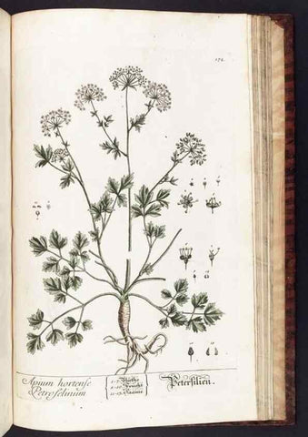 Reproducción/Reproduction 8379542801: Herbarium Blackwellianum emendatum et auctum, id est, Elisabethae Blackwell collectio stirpium. Norimbergae : Typis Io. Iosephi Fleischmanni, 1750-1773.