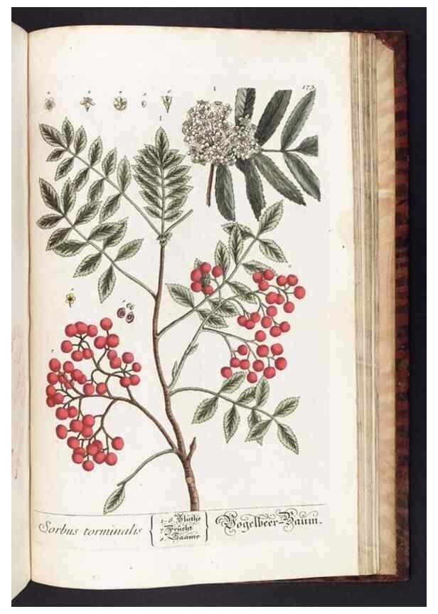 Reproducción/Reproduction 8380622540: Herbarium Blackwellianum emendatum et auctum, id est, Elisabethae Blackwell collectio stirpium. Norimbergae : Typis Io. Iosephi Fleischmanni, 1750-1773.
