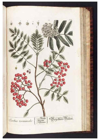 Reproducción/Reproduction 8380622540: Herbarium Blackwellianum emendatum et auctum, id est, Elisabethae Blackwell collectio stirpium. Norimbergae : Typis Io. Iosephi Fleischmanni, 1750-1773.