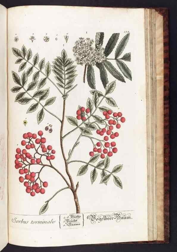 Reproducción/Reproduction 8380622540: Herbarium Blackwellianum emendatum et auctum, id est, Elisabethae Blackwell collectio stirpium. Norimbergae : Typis Io. Iosephi Fleischmanni, 1750-1773.