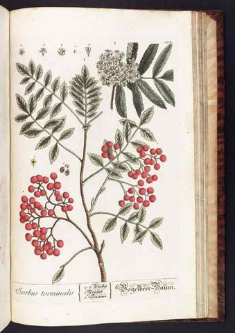 Reproducción/Reproduction 8380622540: Herbarium Blackwellianum emendatum et auctum, id est, Elisabethae Blackwell collectio stirpium. Norimbergae : Typis Io. Iosephi Fleischmanni, 1750-1773.