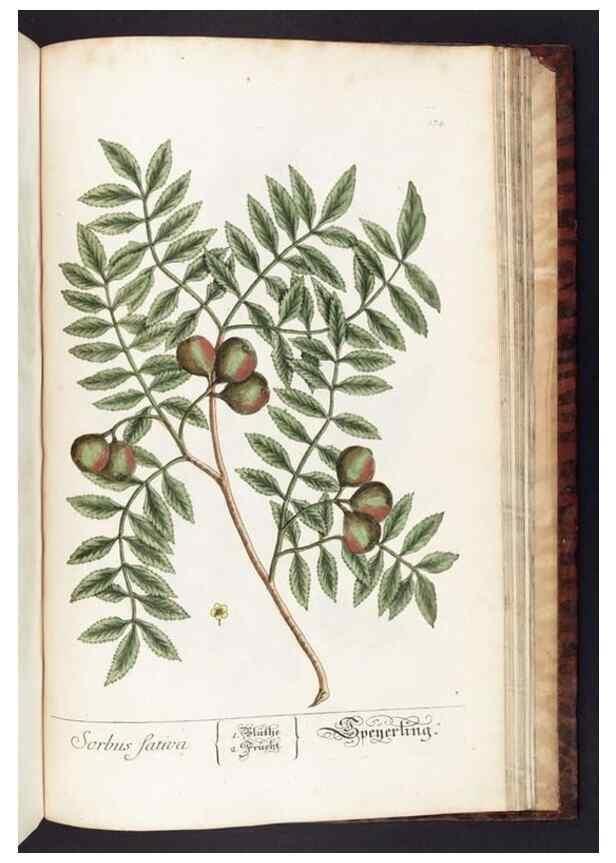 Reproducción/Reproduction 8379543319: Herbarium Blackwellianum emendatum et auctum, id est, Elisabethae Blackwell collectio stirpium. Norimbergae : Typis Io. Iosephi Fleischmanni, 1750-1773.