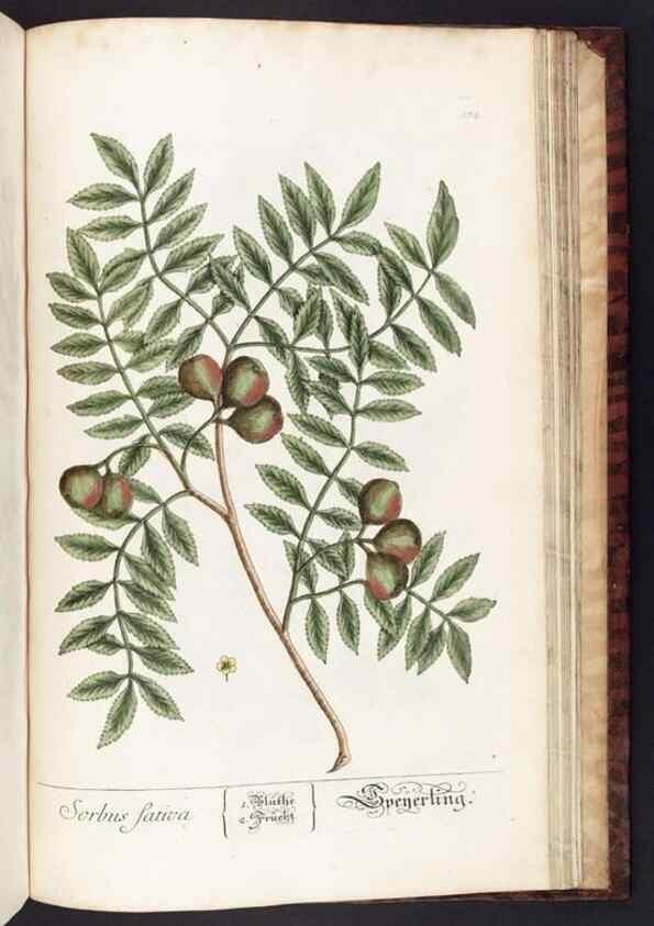 Reproducción/Reproduction 8379543319: Herbarium Blackwellianum emendatum et auctum, id est, Elisabethae Blackwell collectio stirpium. Norimbergae : Typis Io. Iosephi Fleischmanni, 1750-1773.
