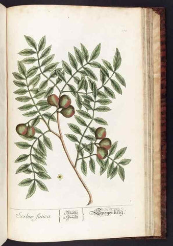 Reproducción/Reproduction 8379543319: Herbarium Blackwellianum emendatum et auctum, id est, Elisabethae Blackwell collectio stirpium. Norimbergae : Typis Io. Iosephi Fleischmanni, 1750-1773.
