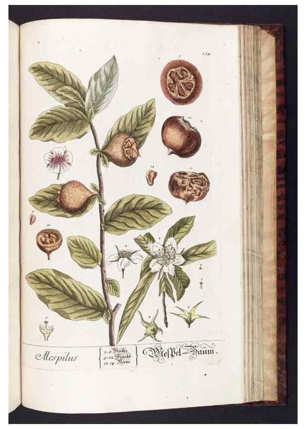 Reproducción/Reproduction 8379538471: Herbarium Blackwellianum emendatum et auctum, id est, Elisabethae Blackwell collectio stirpium. Norimbergae : Typis Io. Iosephi Fleischmanni, 1750-1773.
