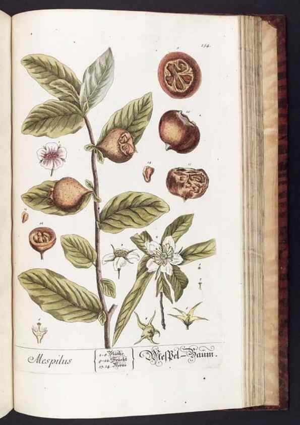 Reproducción/Reproduction 8379538471: Herbarium Blackwellianum emendatum et auctum, id est, Elisabethae Blackwell collectio stirpium. Norimbergae : Typis Io. Iosephi Fleischmanni, 1750-1773.