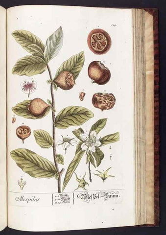 Reproducción/Reproduction 8379538471: Herbarium Blackwellianum emendatum et auctum, id est, Elisabethae Blackwell collectio stirpium. Norimbergae : Typis Io. Iosephi Fleischmanni, 1750-1773.