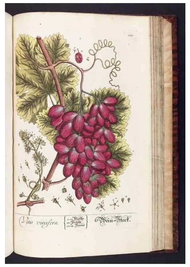 Reproducción/Reproduction 8379538313: Herbarium Blackwellianum emendatum et auctum, id est, Elisabethae Blackwell collectio stirpium. Norimbergae : Typis Io. Iosephi Fleischmanni, 1750-1773.